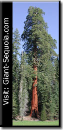 Get A Giant Sequoia Tree Here.  I did.